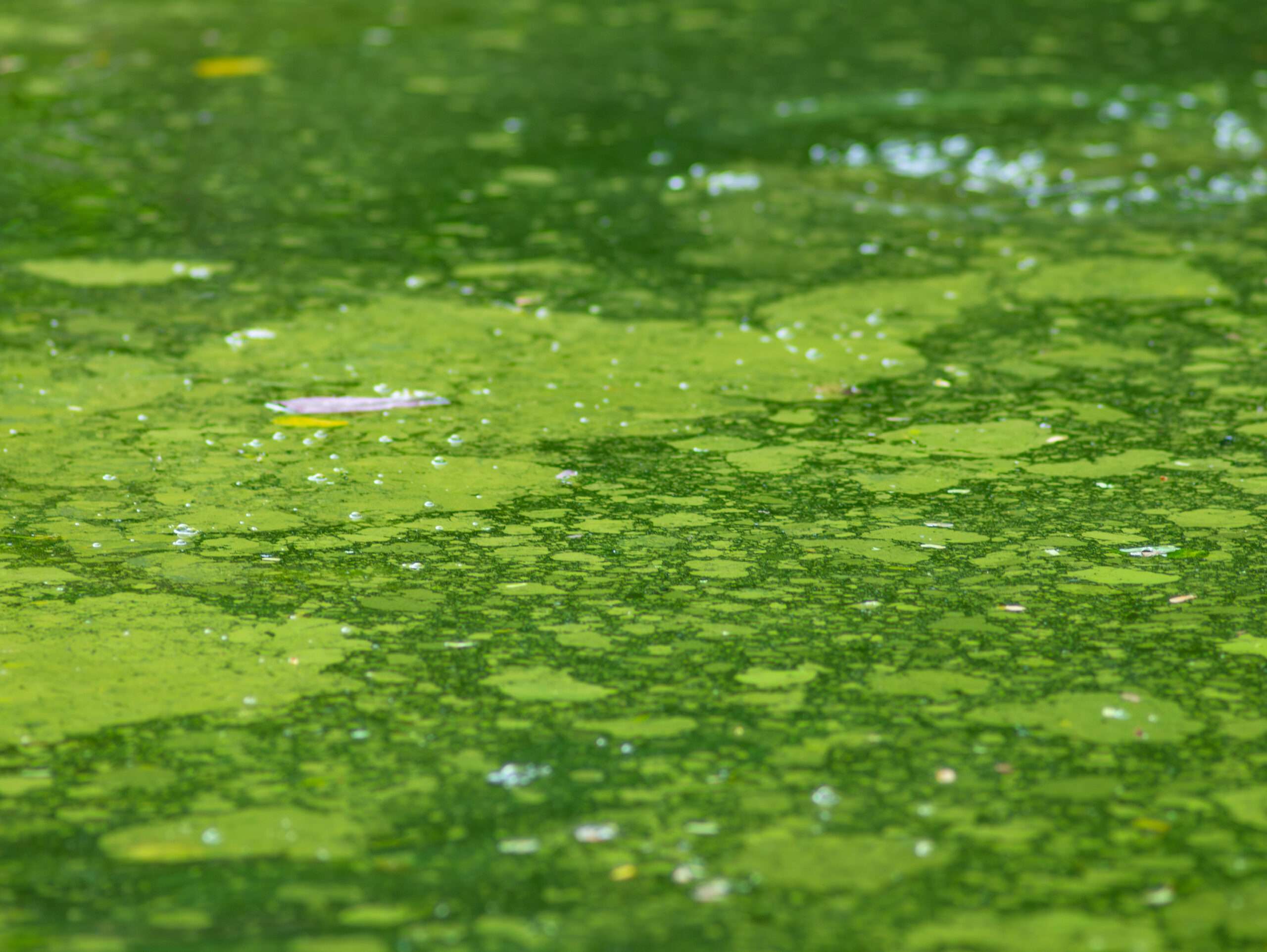 nutrient removal 02 scaled
